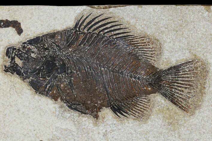 Fossil Fish (Cockerellites) - Green River Formation #114305